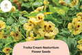 50 Troika Cream Nasturtium Seeds | Tropaeolum majus | Creamy White Blooms