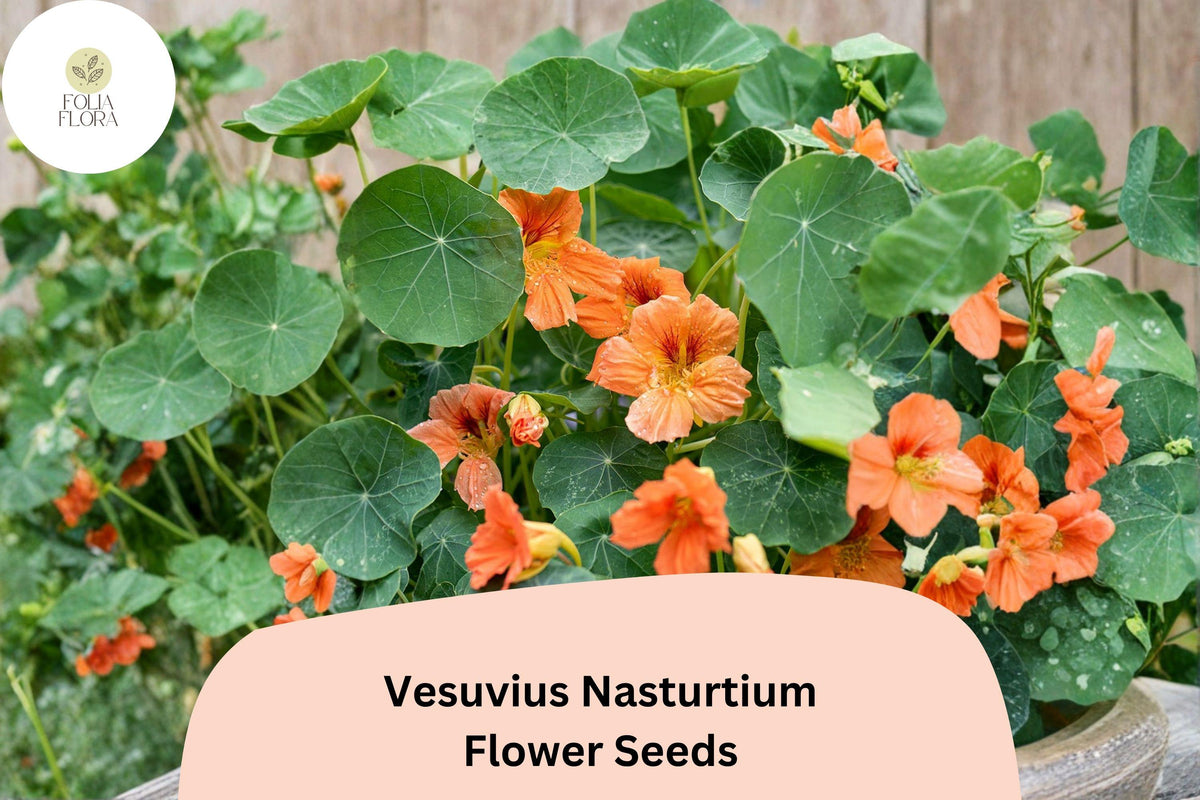 50 Vesuvius Nasturtium Seeds - Tropaeolum majus Fiery Red-Orange Blooms Trailing Annual
