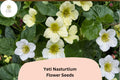 50 Yeti Nasturtium Seeds - White Trailing Annual for Gardens & Containers