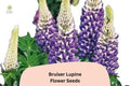 25 Bruiser Lupine Seeds – Lupinus Purple & Blue Perennial Flower for Borders & Containers