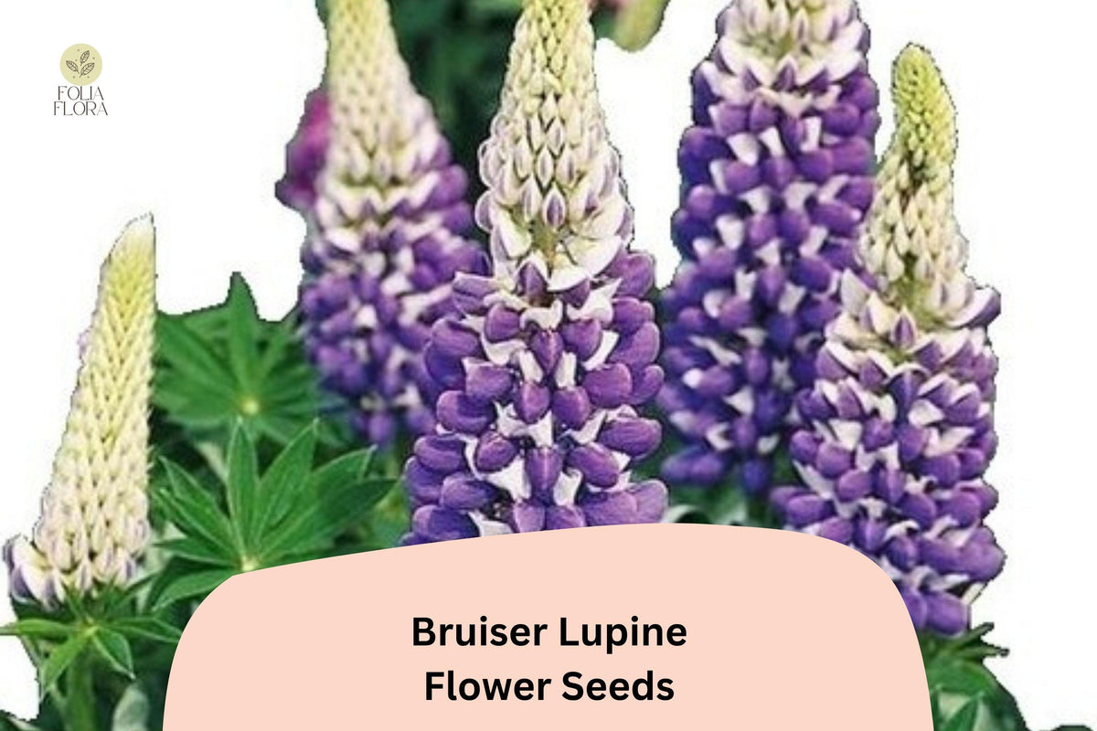 25 Bruiser Lupine Seeds – Lupinus Purple & Blue Perennial Flower for Borders & Containers