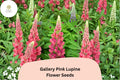 25 Gallery Pink Lupine Seeds - Lupinus polyphyllus Compact Perennial for Cottage & Pollinator Gardens