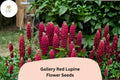 25 Gallery Red Lupine Seeds - Lupinus polyphyllus Compact Perennial for Cottage & Pollinator Gardens