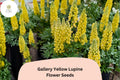 25 Gallery Yellow Lupine Seeds – Lupinus polyphyllus Perennial Garden Flowers
