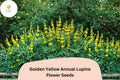 25 Golden Yellow Annual Lupine Seeds - Lupinus densiflorus - Bright Yellow Blooms