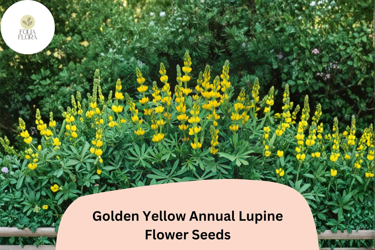 25 Golden Yellow Annual Lupine Seeds - Lupinus densiflorus - Bright Yellow Blooms