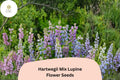 25 Hartwegii Mix Lupine Seeds – Colorful Annual Lupinus hartwegii for Garden Planting