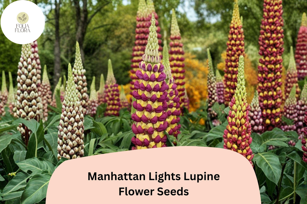 25 Manhattan Lights Lupine Seeds – Bicolor Purple & Yellow Lupinus for Garden Planting