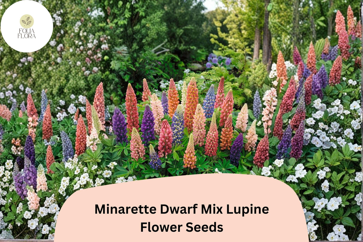 25 Minarette Dwarf Mix Lupine Seeds – Compact Colorful Lupinus for Garden Planting