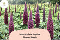 25 Masterpiece Lupine Seeds - Deep Purple Lupinus for Bold Spring Garden Blooms