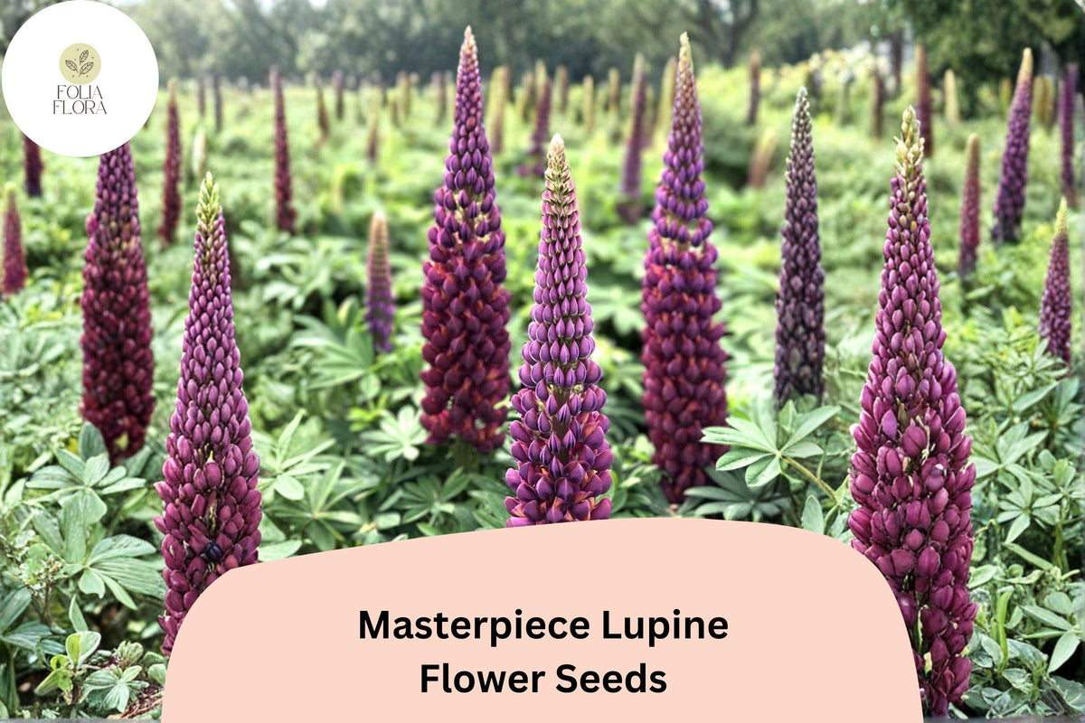 25 Masterpiece Lupine Seeds - Deep Purple Lupinus for Bold Spring Garden Blooms