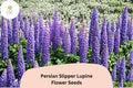 25 Persian Slipper Lupine Seeds - Purple Lupinus for Spring Garden Blooms
