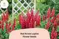 25 Red Arrow Lupine Seeds - Red Lupinus for Vibrant Spring Bloom Spikes