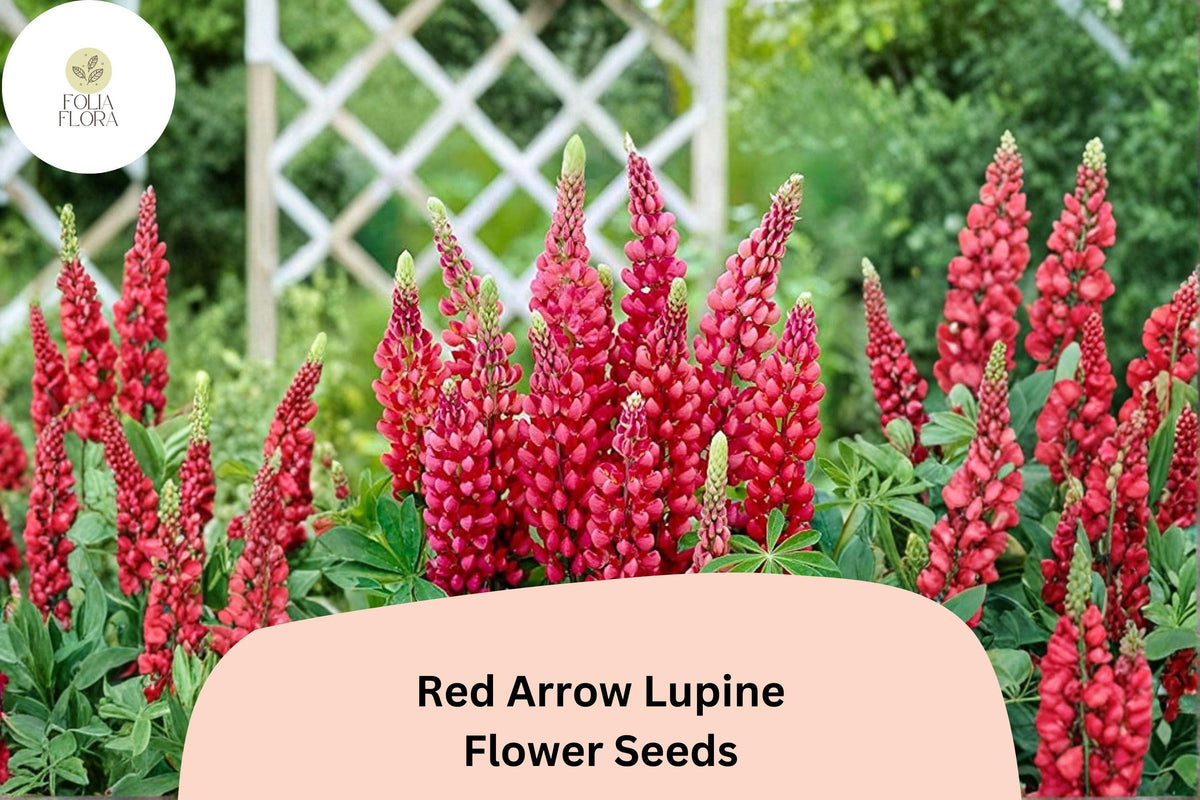 25 Red Arrow Lupine Seeds - Red Lupinus for Vibrant Spring Bloom Spikes