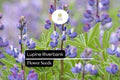 25 Riverbank Lupine Seeds - Blue Lupinus for Spring Bloom Spikes