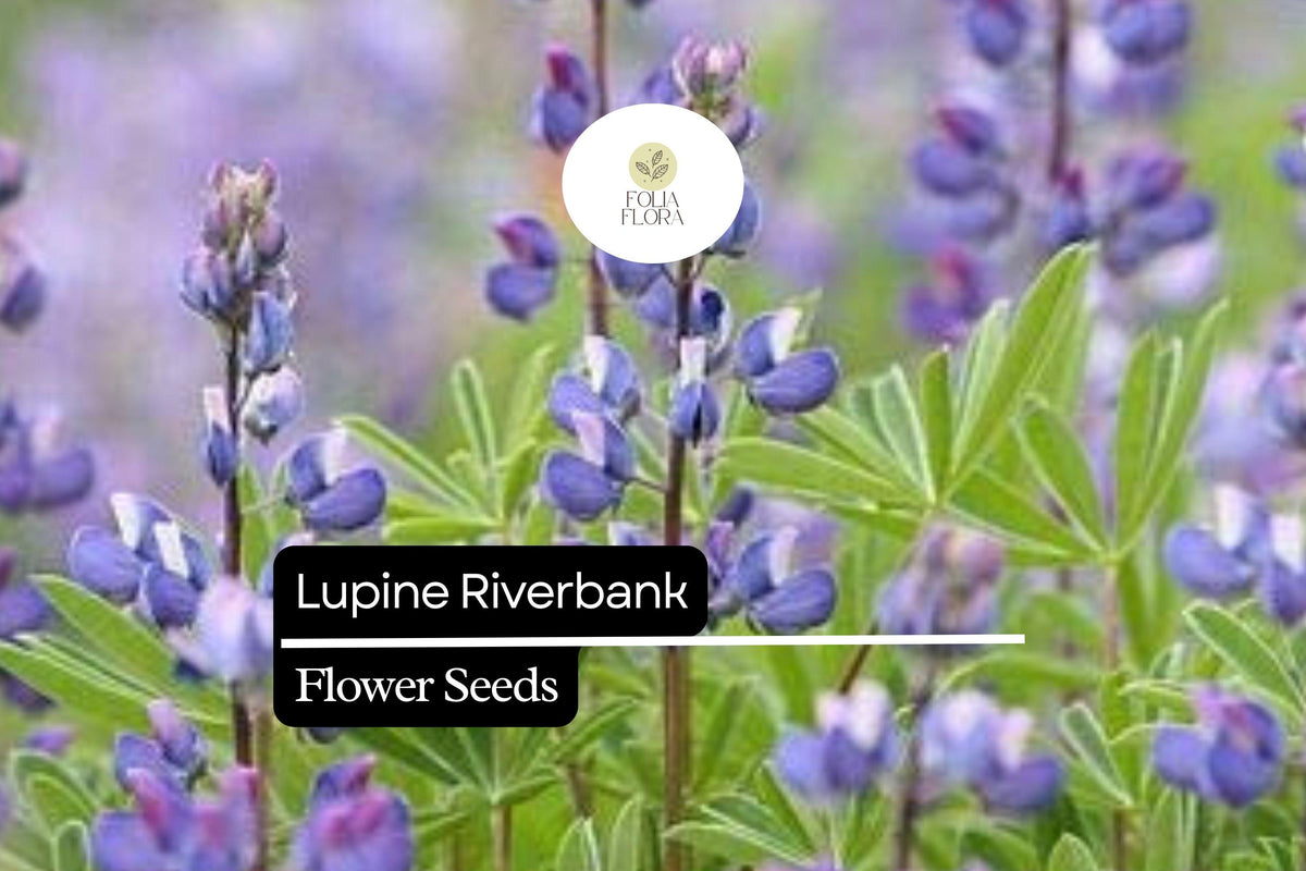 25 Riverbank Lupine Seeds - Blue Lupinus for Spring Bloom Spikes