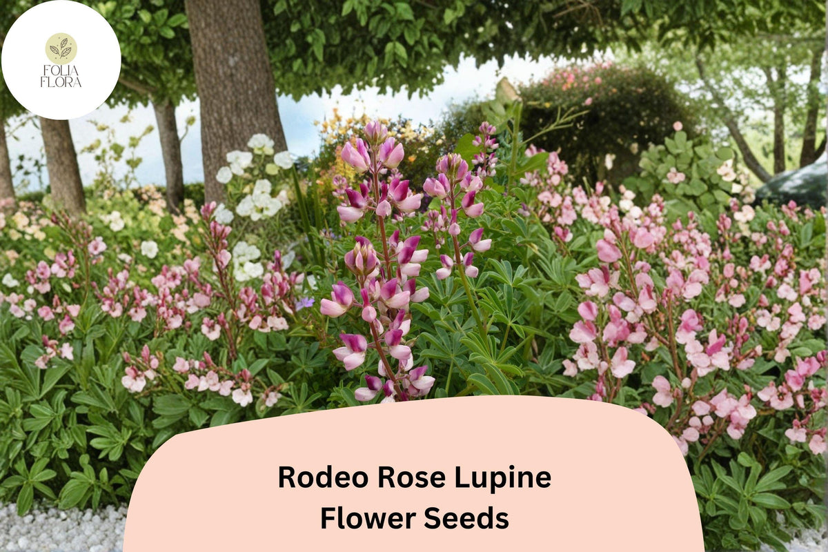 25 Rodeo Rose Lupine Seeds - Pink-Red Lupinus Spiked Blooms for Garden Planting