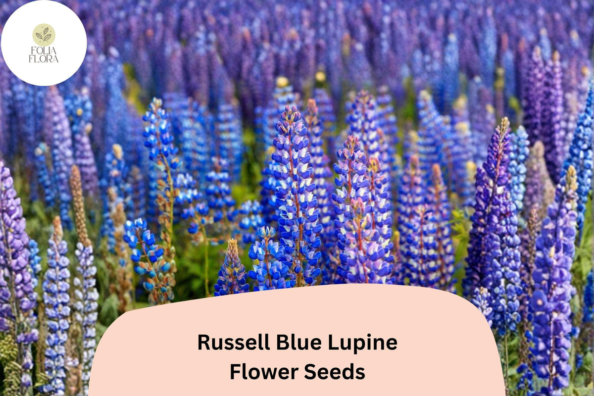25 Russell Blue Lupine Seeds – Tall Garden Flower Spikes