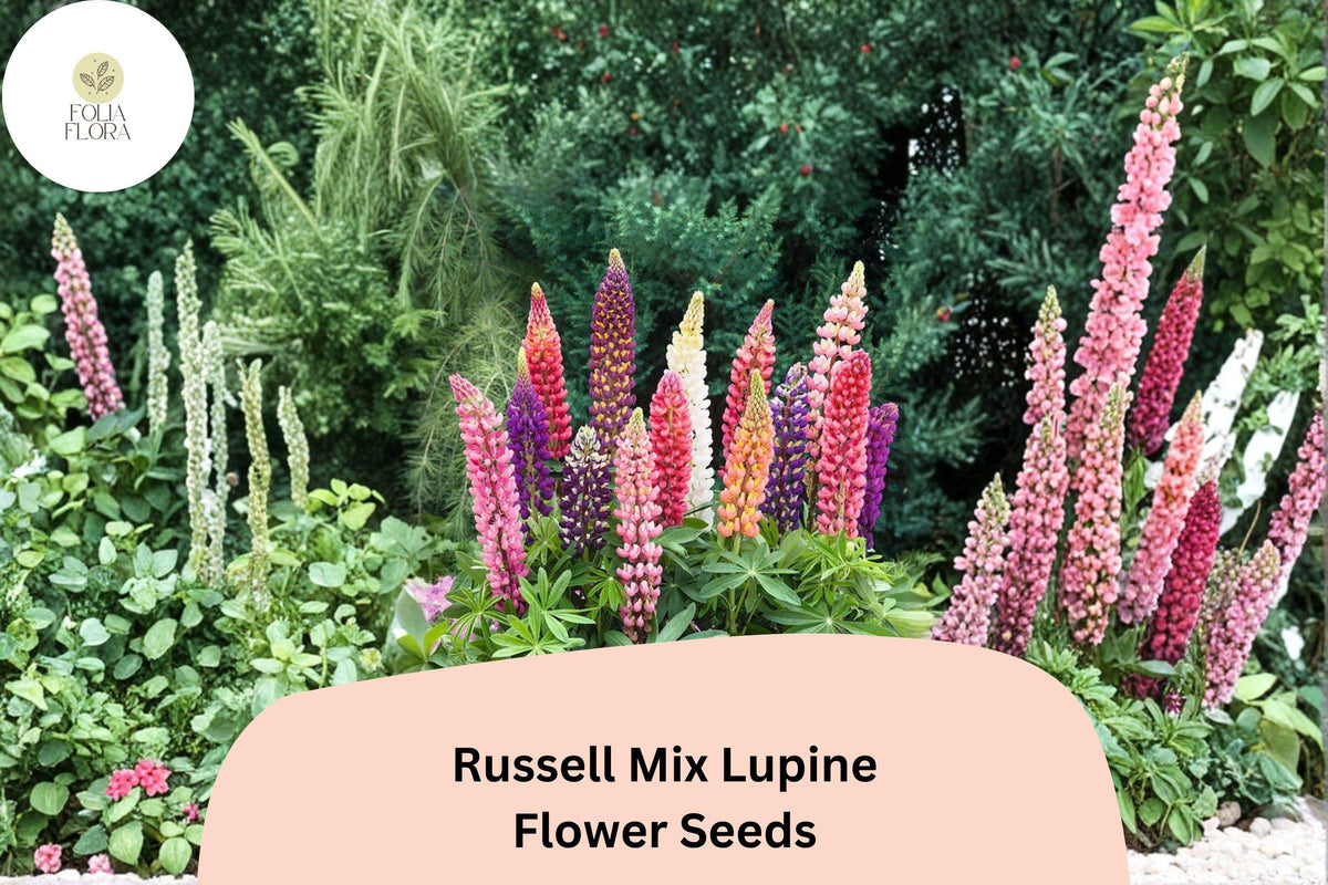 25 Russell Mix Lupine Seeds – Lupinus Russell Hybrids Tall Spiked Blooms for Garden Planting
