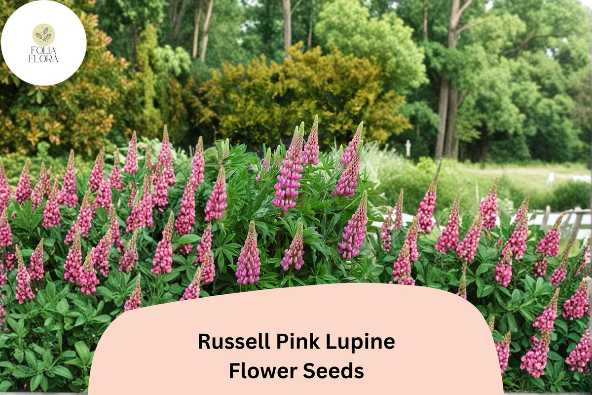 25 Russell Pink Lupine Seeds – Lupinus polyphyllus Pink Spiked Blooms for Cottage Garden