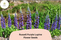 25 Russell Purple Lupine Seeds – Lupinus polyphyllus Purple Spiked Blooms for Garden Planting