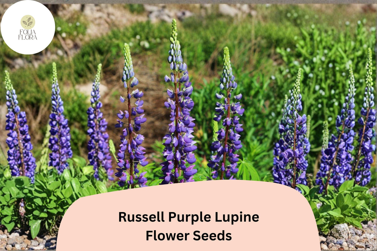 25 Russell Purple Lupine Seeds – Lupinus polyphyllus Purple Spiked Blooms for Garden Planting