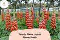 25 Tequila Flame Lupine Seeds - Lupinus Fiery Red-Yellow Spiked Blooms for Garden Planting