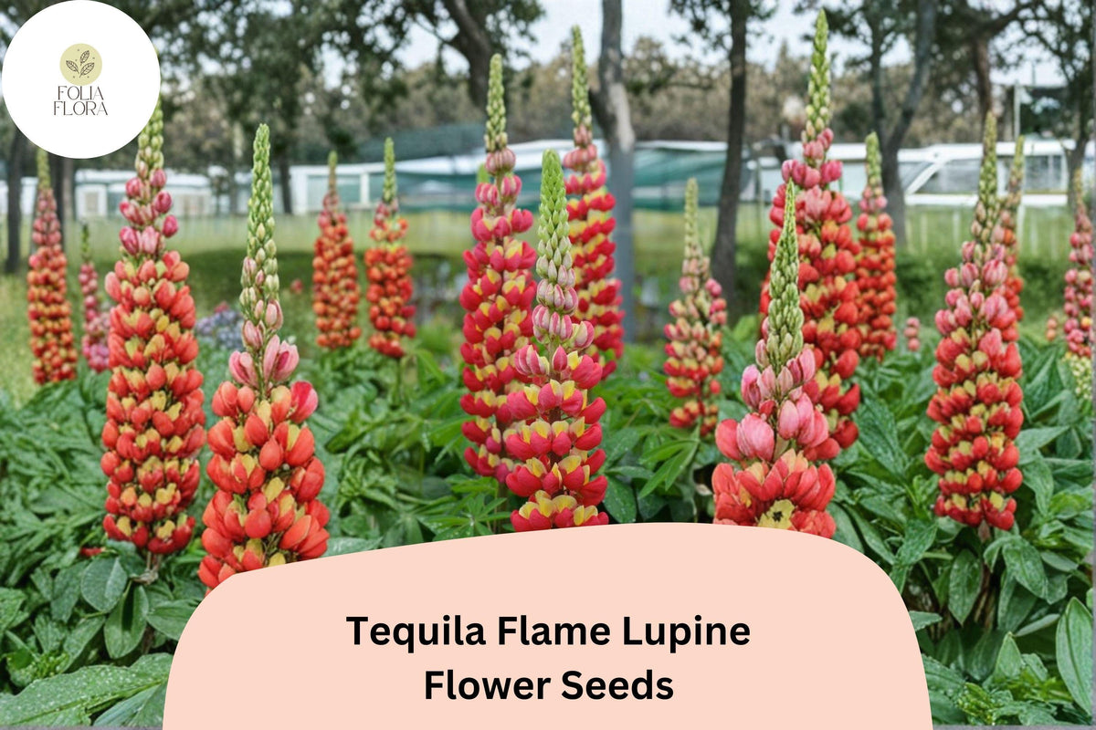 25 Tequila Flame Lupine Seeds - Lupinus Fiery Red-Yellow Spiked Blooms for Garden Planting