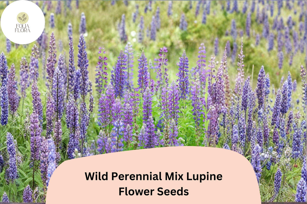 25 Wild Perennial Lupine Seeds – Mixed Colors Pollinator-Friendly Flowers for Garden Planting