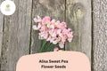 50 Alisa Sweet Pea Seeds – Fragrant Climbing Flowers (Lathyrus odoratus)