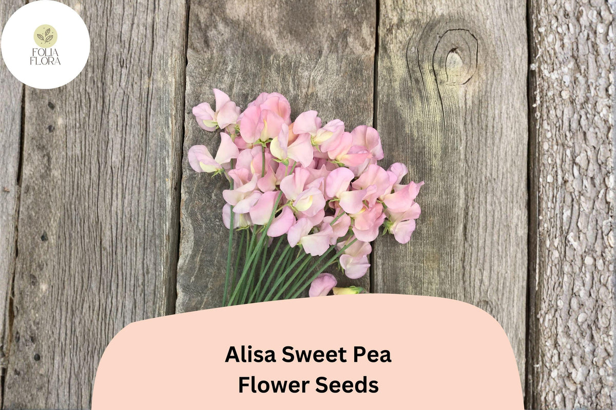 50 Alisa Sweet Pea Seeds – Fragrant Climbing Flowers (Lathyrus odoratus)