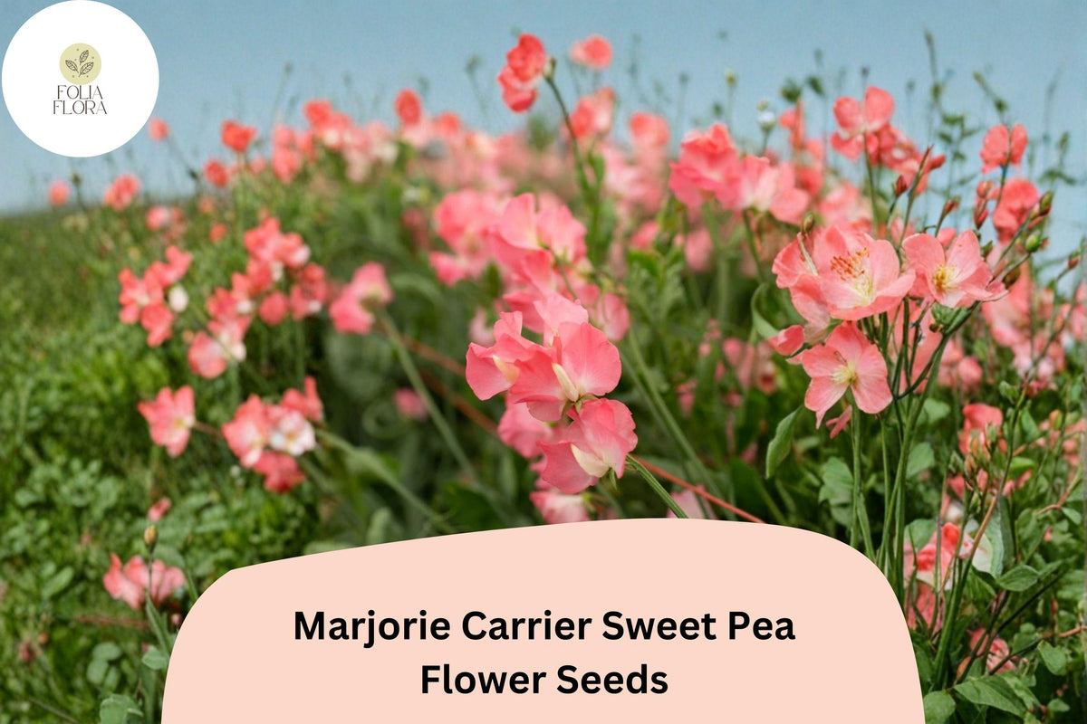 50 Marjorie Carrier Sweet Pea Seeds – Fragrant Pink Climbing Flowers (Lathyrus odoratus)
