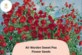 50 Air Warden Sweet Pea Seeds for Planting | Lathyrus odoratus Fragrant Annual Climber