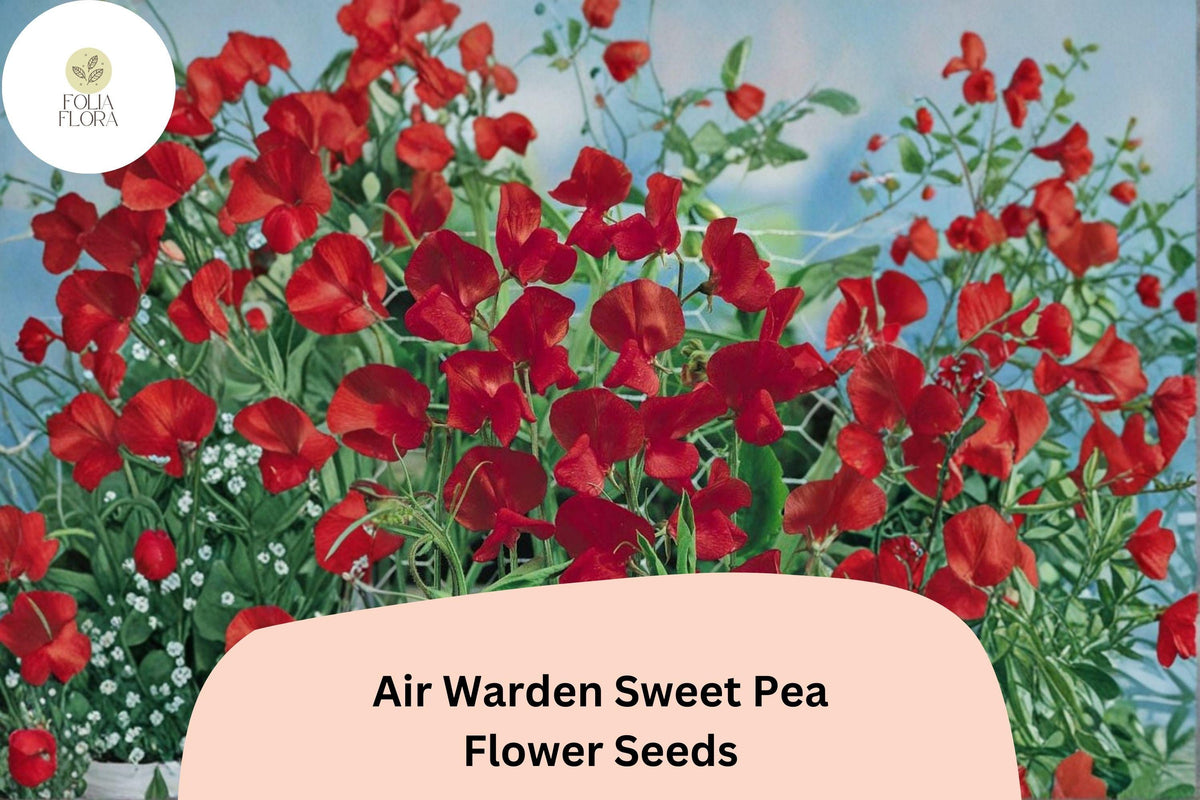 50 Air Warden Sweet Pea Seeds for Planting | Lathyrus odoratus Fragrant Annual Climber