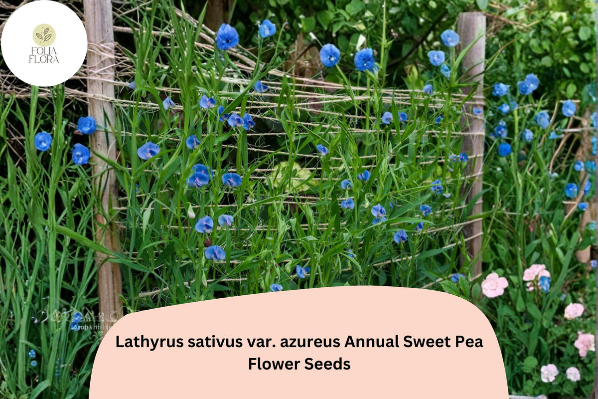 50 Lathyrus sativus var. azureus Seeds - Blue Annual Sweet Pea for Garden Planting