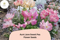 50 Aunt Jane Sweet Pea Seeds – Pink Heirloom Flower Seeds (Lathyrus odoratus)