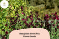 50 Beaujolais Sweet Pea Seeds - Deep Maroon Lathyrus odoratus Annual Flower