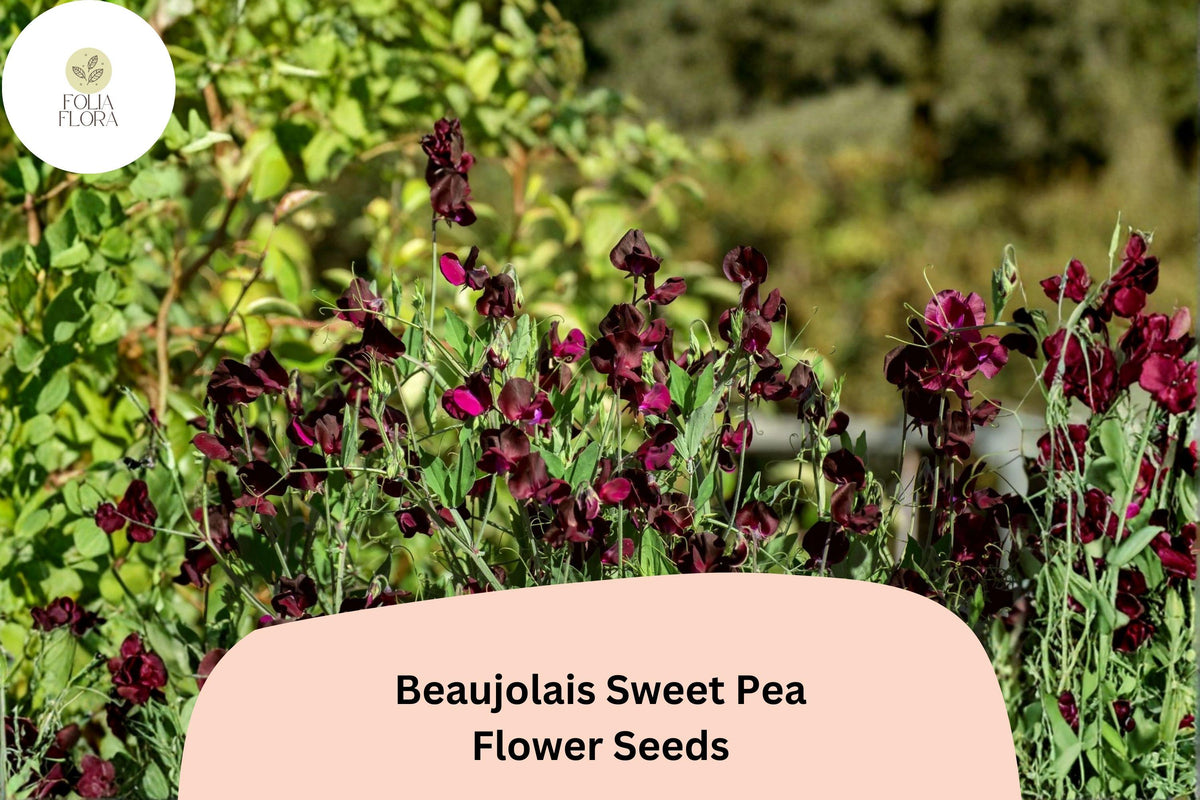 50 Beaujolais Sweet Pea Seeds - Deep Maroon Lathyrus odoratus Annual Flower