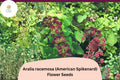 50 American Spikenard Seeds - Aralia racemosa Woodland Perennial