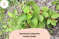 10 Dutchman's Pipevine Seeds - Aristolochia tomentosa Hardy Climbing Vine