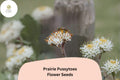 100 Prairie Pussytoes Seeds - Antennaria neglecta Native Groundcover Wildflower
