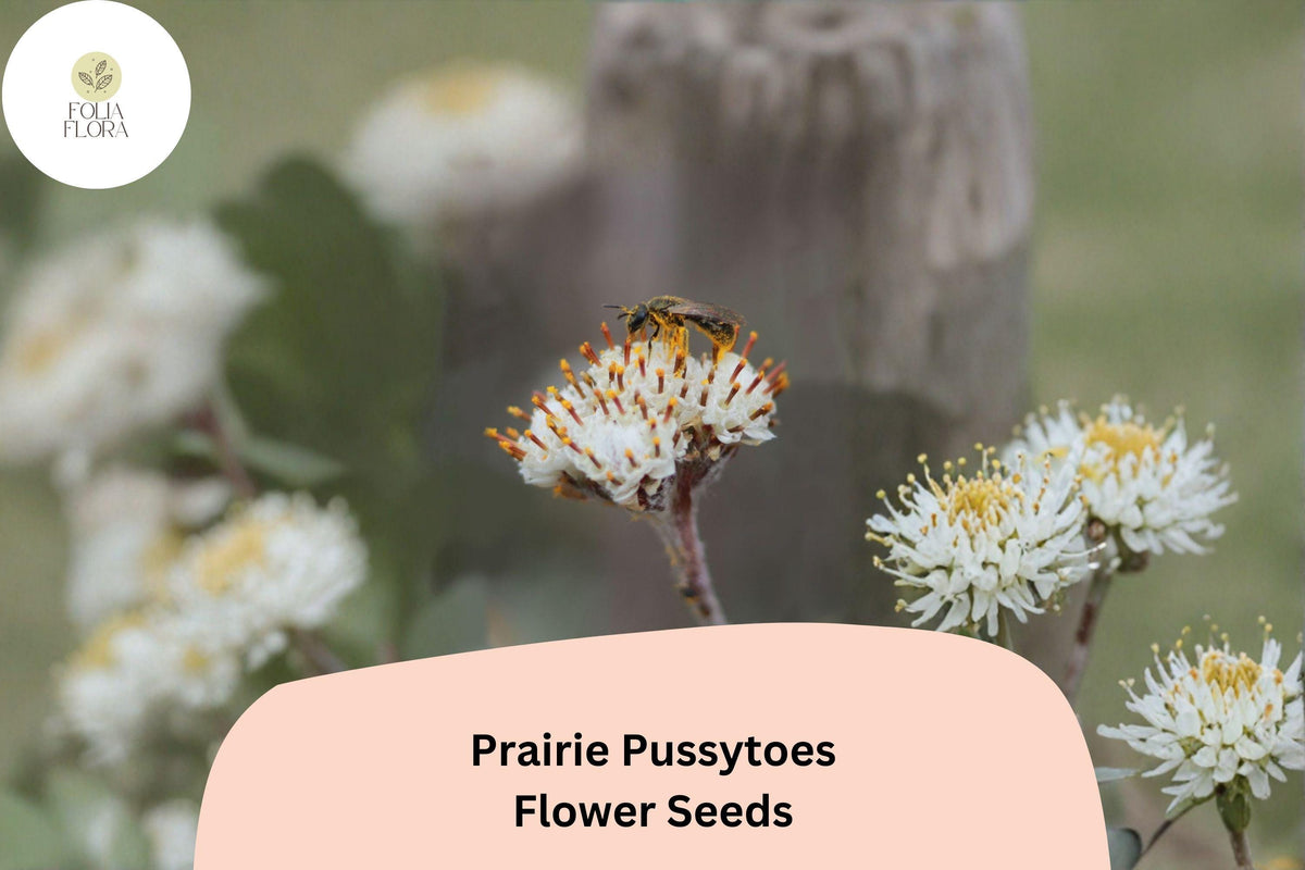 100 Prairie Pussytoes Seeds - Antennaria neglecta Native Groundcover Wildflower