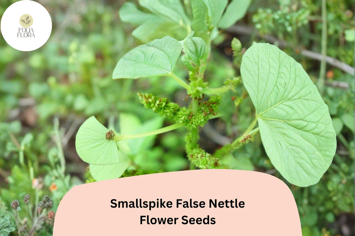 100 Smallspike False Nettle Seeds - Boehmeria cylindrica Native Shade Wildflower