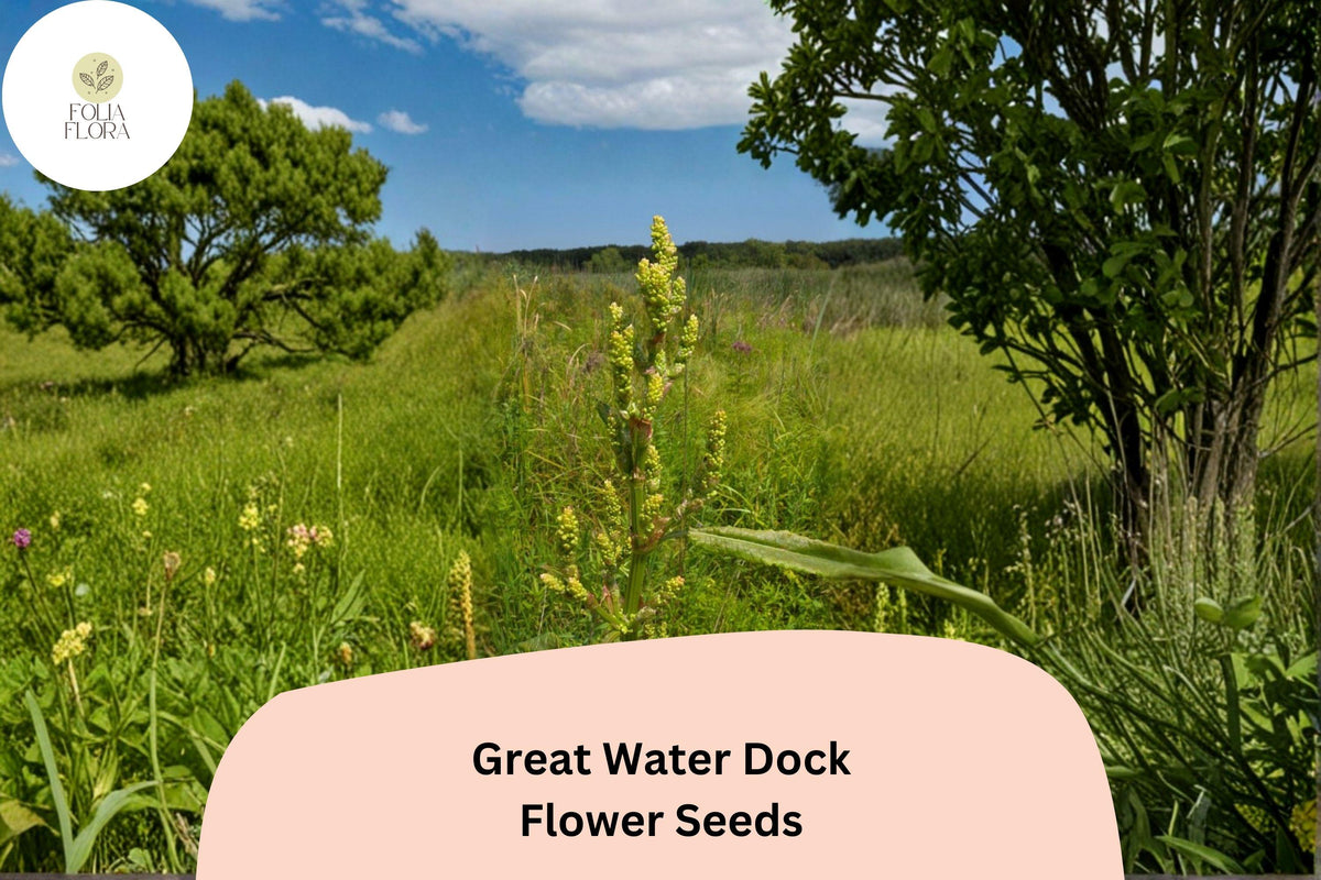 Great Water Dock Seeds - 100 Rumex orbiculatus Heirloom Wetland Plant Seeds for Garden Planting