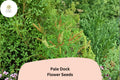 Pale Dock Seeds – 100 Native Rumex altissimus for Meadow & Naturalized Gardens