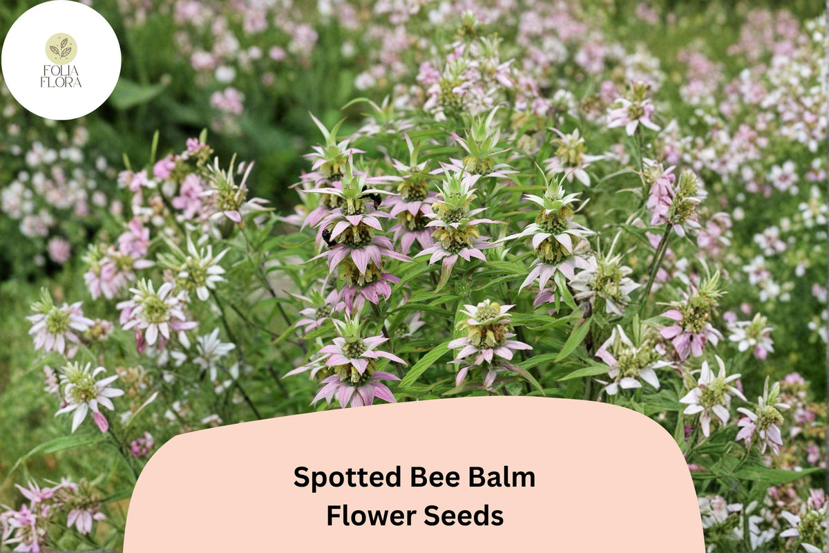 100 Spotted Bee Balm Seeds – Monarda punctata Native Wildflower for Pollinator Gardens