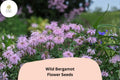 Monarda fistulosa Wild Bergamot Seeds – 100 Native Perennial Wildflower Seeds for Pollinator Gardens