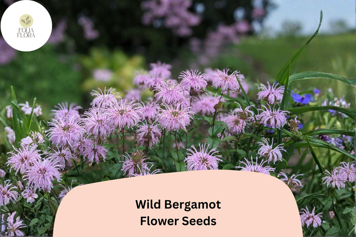 Monarda fistulosa Wild Bergamot Seeds – 100 Native Perennial Wildflower Seeds for Pollinator Gardens