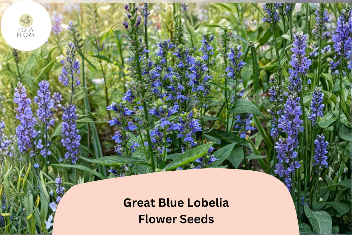 Great Blue Lobelia Seeds - Lobelia siphilitica Native Blue Flowers (500 Seeds)