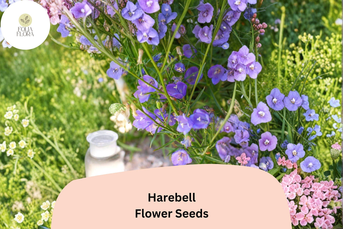 Campanula rotundifolia Harebell Seeds - 100 Native Purple Perennial Flower Seeds